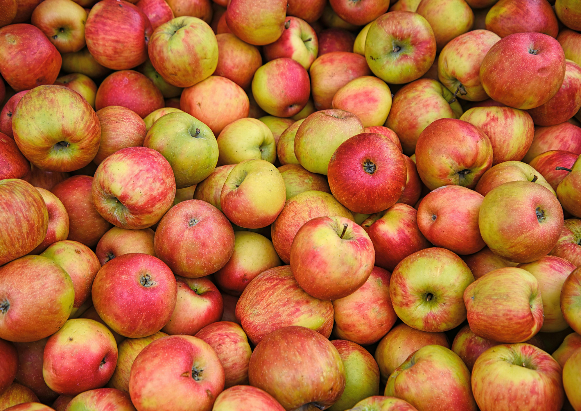 Appletown Apple Fest Comes to King John’s Castle